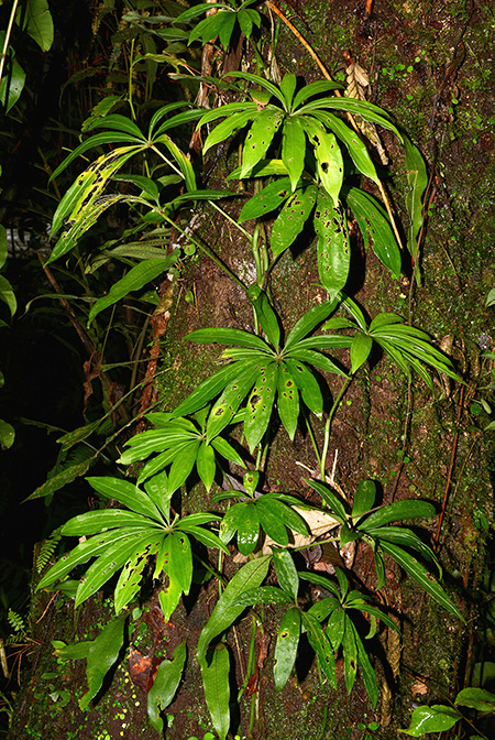 Anthurium polyschistum