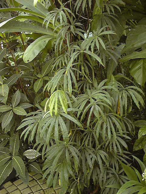 Anthurium polyschistum