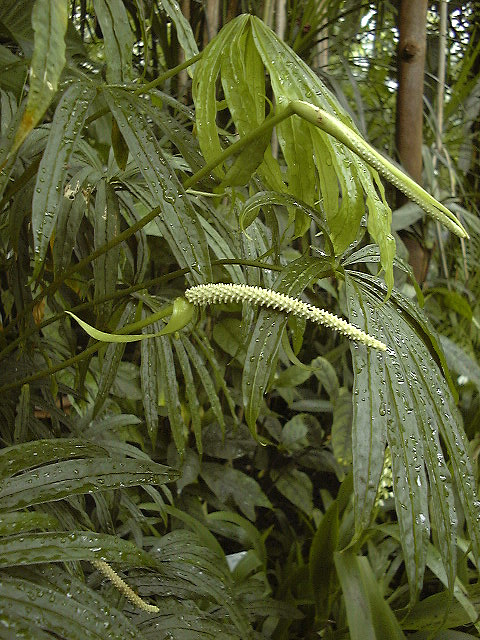 Anthurium polyschistum
