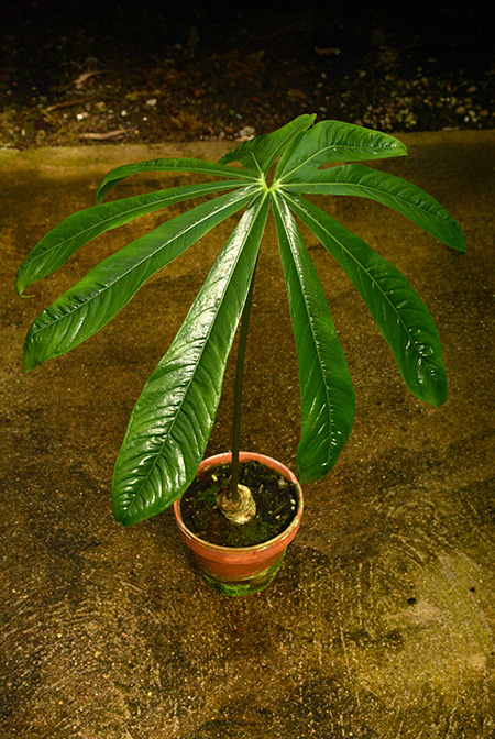Anthurium pradoense