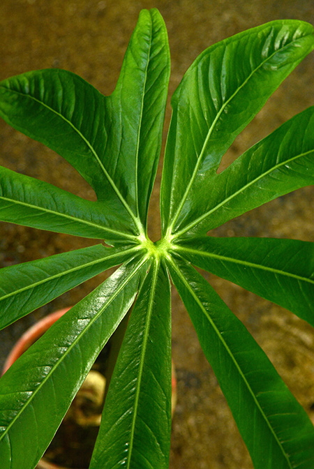 Anthurium pradoense