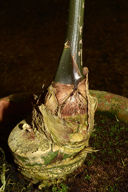 Anthurium pradoense