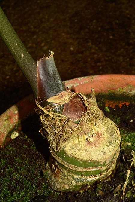 Anthurium pradoense