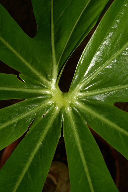 Anthurium pradoense