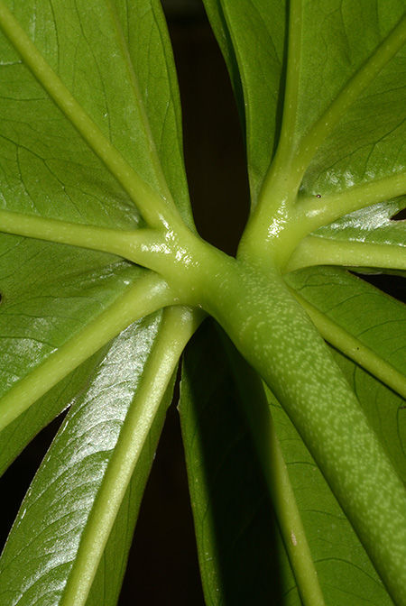 Anthurium pradoense