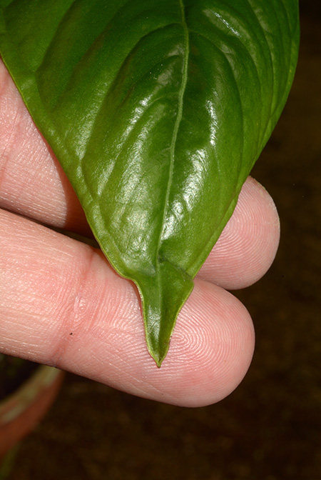Anthurium pradoense
