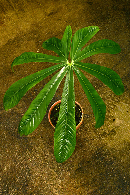 Anthurium pradoense