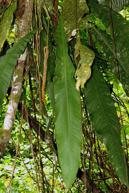 Anthurium prolatum