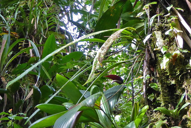Anthurium protensum