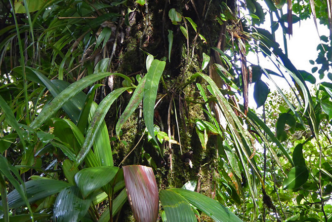 Anthurium protensum