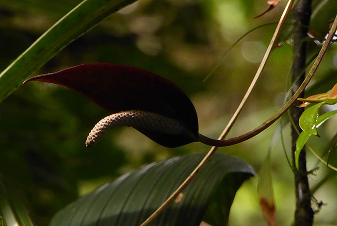 Anthurium protensum