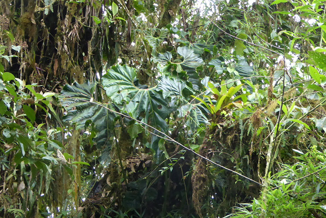 Anthurium protrudens