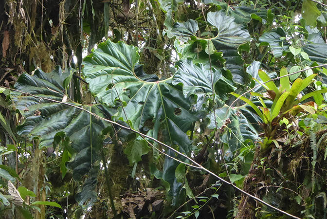 Anthurium protrudens
