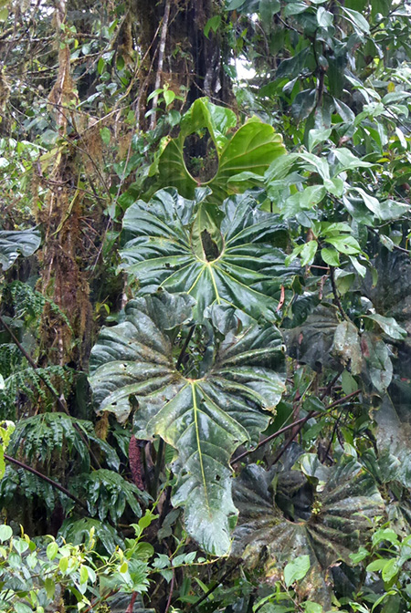 Anthurium protrudens