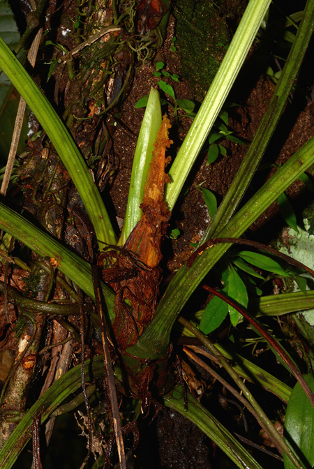 Anthurium pseudoclavigerum