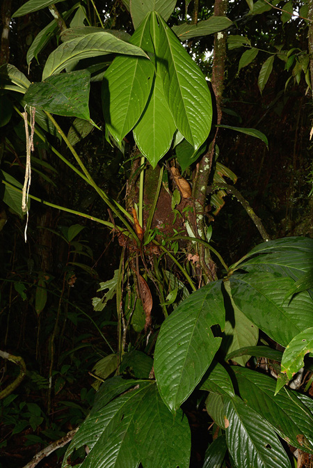 Anthurium pseudoclavigerum