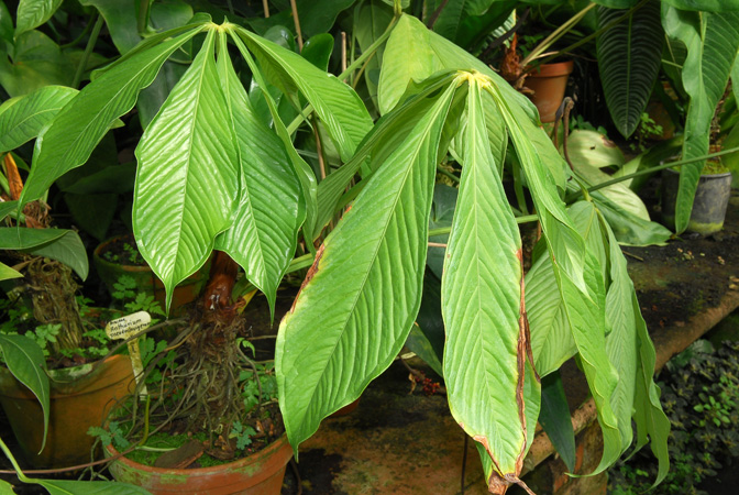 Anthurium pseudoclavigerum