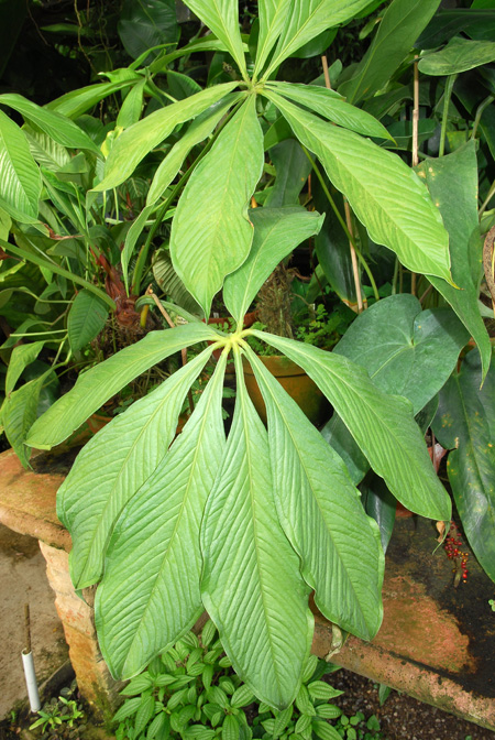 Anthurium pseudoclavigerum