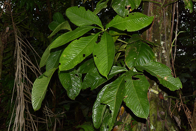 Anthurium pseudoclavigerum
