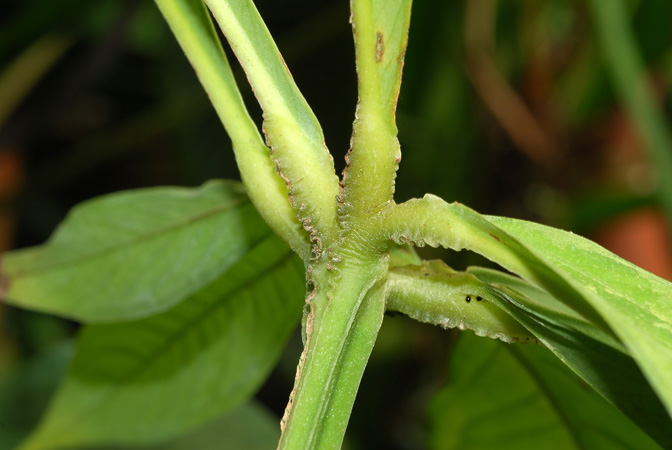 Anthurium pseudoclavigerum