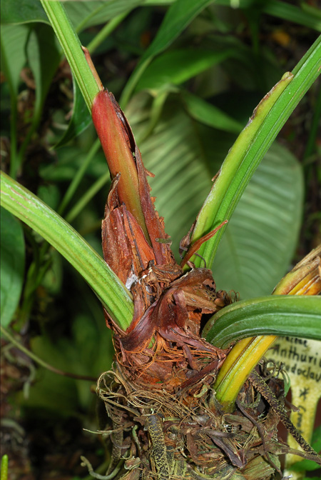 Anthurium pseudoclavigerum