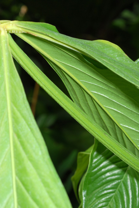 Anthurium pseudoclavigerum