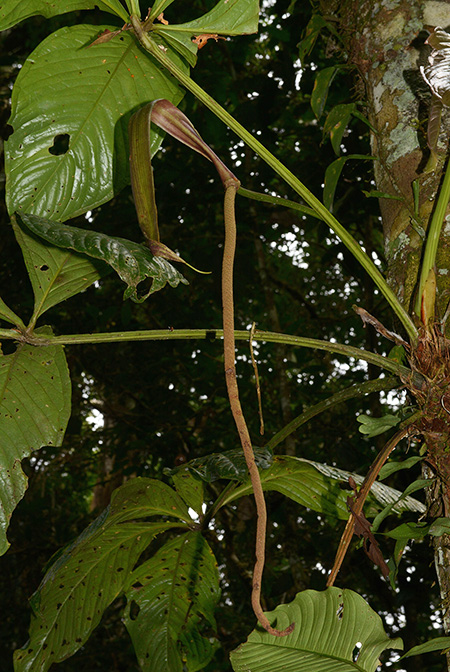 Anthurium pseudoclavigerum