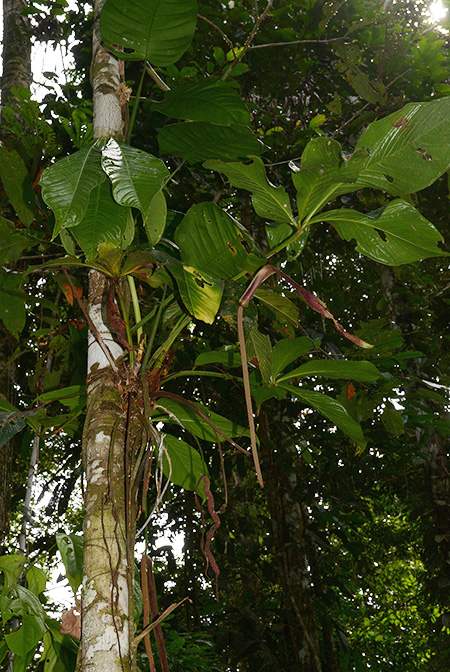 Anthurium pseudoclavigerum