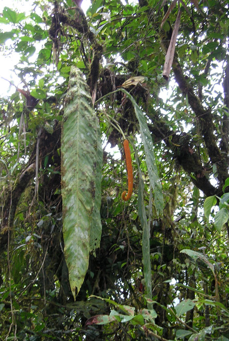 Anthurium pseudospectabile