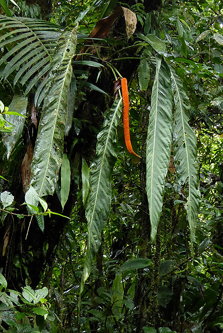 Anthurium pseudospectabile