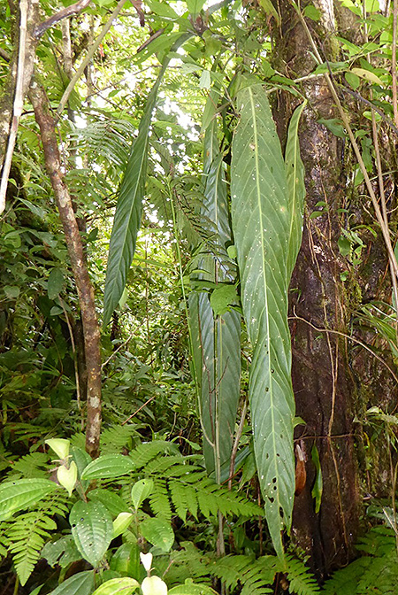 Anthurium pseudospectabile