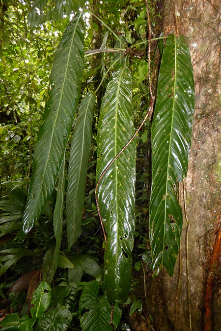 Anthurium pseudospectabile