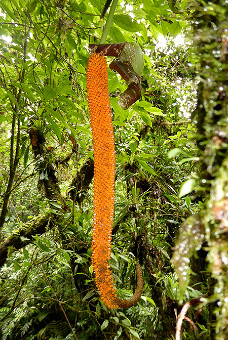 Anthurium pseudospectabile