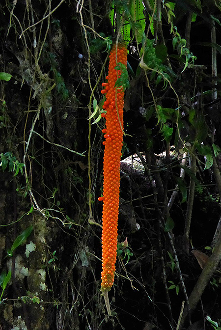 Anthurium pseudospectabile