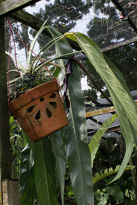 Anthurium pseudospectabile