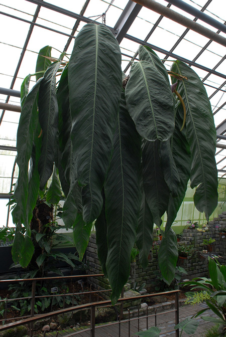 Anthurium pseudospectabile