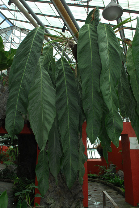 Anthurium pseudospectabile