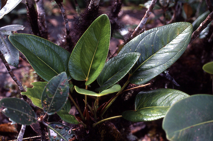 Anthurium ptarianum