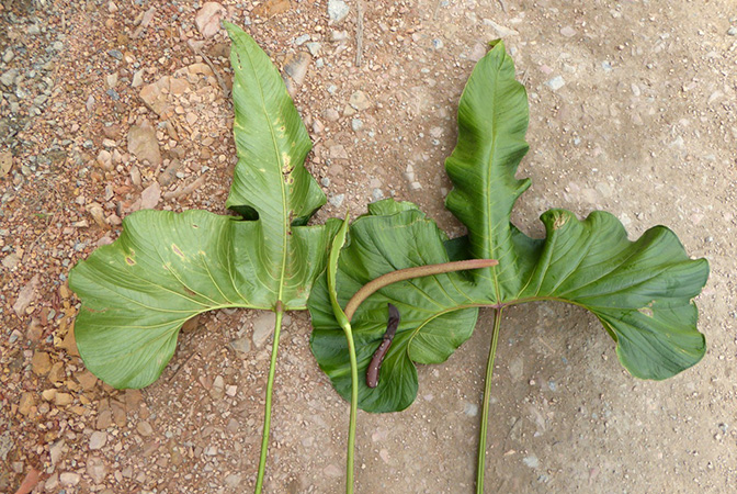 Anthurium pucayacuense