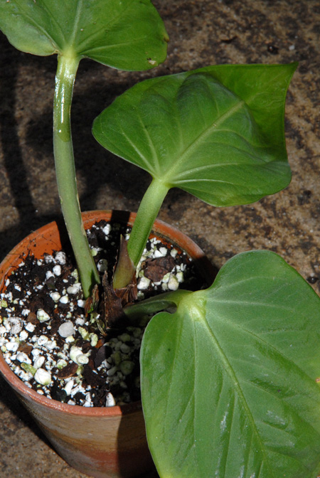 Anthurium pulcachense