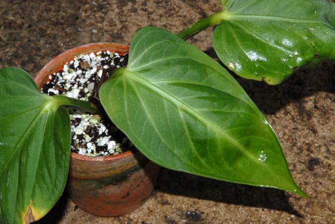 Anthurium pulcachense