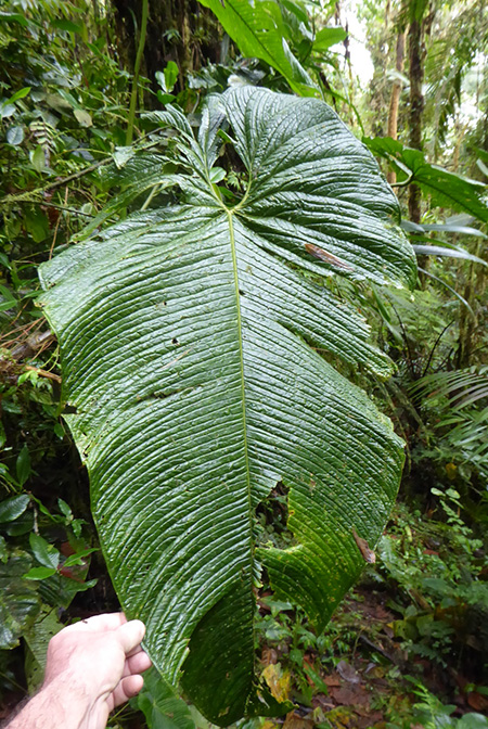 Anthurium pulverulentum