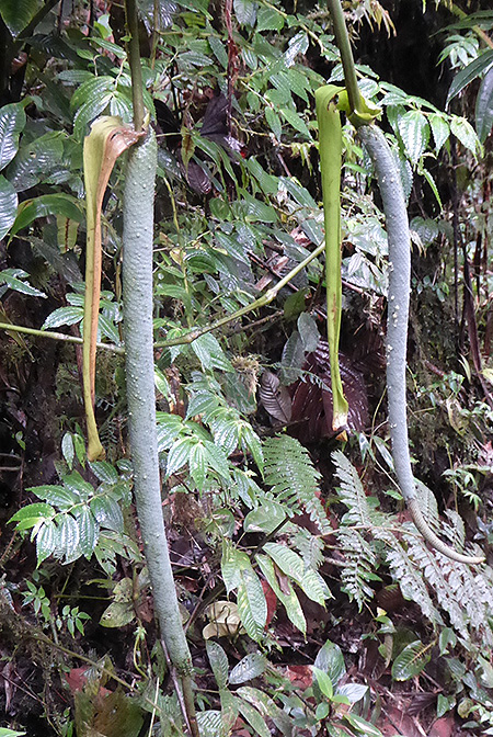 Anthurium pulverulentum