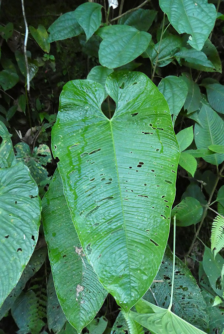 Anthurium pulverulentum