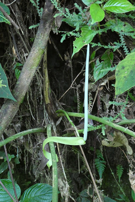 Anthurium pulverulentum