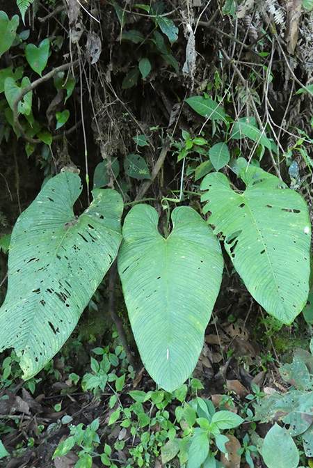 Anthurium pulverulentum