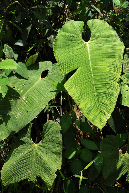 Anthurium pulverulentum