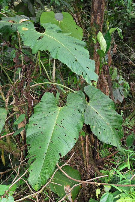 Anthurium pulverulentum