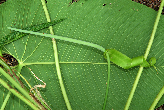 Anthurium pulverulentum