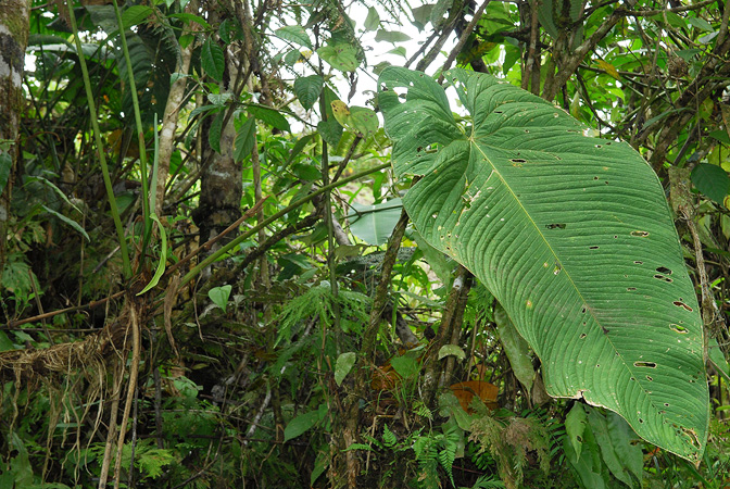 Anthurium pulverulentum